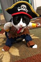 Image result for Funny Cat Pirates