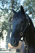 Image result for Armored Black Horse Front View