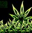 Image result for High PFP Weed