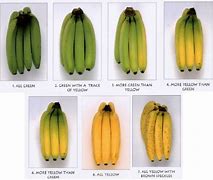 Image result for Color Coding Banana Bunches