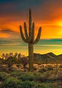 Image result for Where Saguaro Cactus Forest