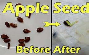 Image result for How to Grow Apple's From Seeds at Home