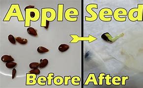 Image result for Apple Seed Sprouting