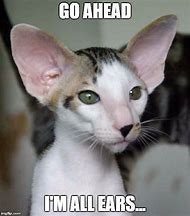 Image result for Cat Ears Meme
