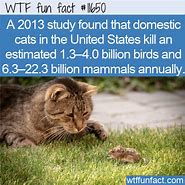 Image result for Domestic Cats Fun Facts WTF