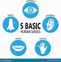Image result for Five Senses Objects
