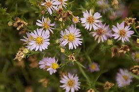 Image result for Aster Esther (Universum-Group)