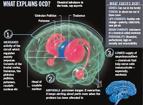 Image result for OCD Brain Diagram