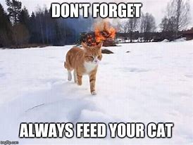 Image result for Burning Rage Cat Meme