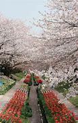 Image result for Yokohama Japan Garden Under Cherry Blossums