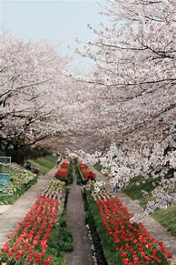 Image result for Japan Cherry Blossom in Yokohama