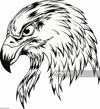 Image result for Eagle Drawings Illustrations