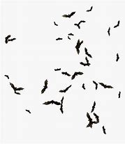 Image result for Bats Swarming