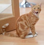 Image result for Orange Cat Mouth Slightly Open