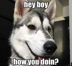 Image result for Friday Husky Meme