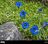 Gentiana acaulis Krumrey 的图像结果