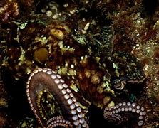 Image result for Octopus Bimaculoides