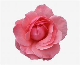 Image result for Pink Flower No Background
