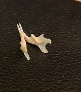 Image result for Mouse Jaw Bones