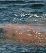 Image result for Real Life Whale Poop