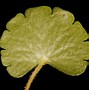Image result for Chrysosplenium alternifolium