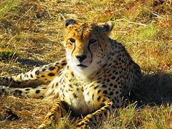 Image result for Lion and Cheetah