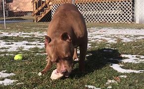 Image result for Pitbull Eating Raw Bones