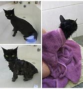Image result for Shower Cat Meme