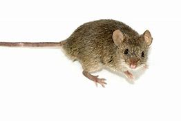 Image result for Mus Musculus