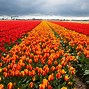 Image result for Netherlands Rainbow Fields