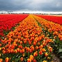 Image result for Getty Images Wallpaper Netherlands Flower Fields