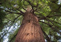 Image result for The Tallest Tree On Earth