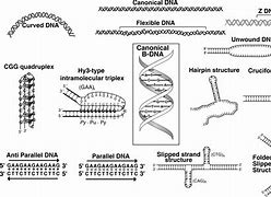 Image result for Palindrome DNA