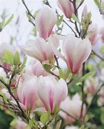 Image result for Magnolia x soulangeana