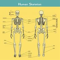 Image result for Human Body Parts Front and Back
