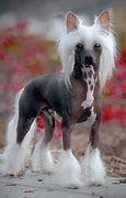Image result for Weird Dogs