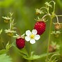 Image result for Types of Strawberry