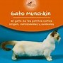 Image result for El Gato Munchkin Cat