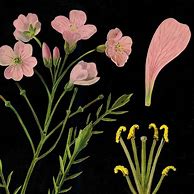 Image result for Vintage Botanical Prints