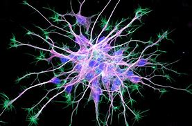Image result for Brain Neurons Microscopic