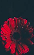 Image result for Flower Wallpaper iPhone