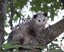 Image result for Opossum Meme