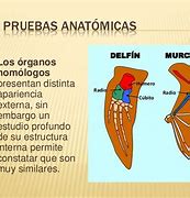 Image result for Definicion De Anatomicas