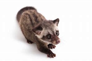 Image result for Baby Civet