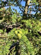 Image result for Larix kaempferi Irka