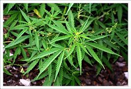 Image result for cannabaceae