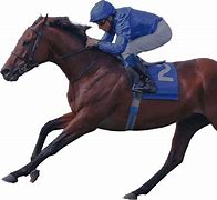 Image result for Horse Ground