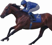 Image result for Standing Race Horse