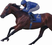 Image result for Horse Run