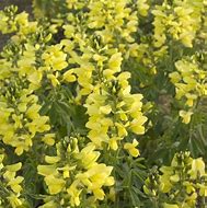 Image result for Thermopsis chinensis